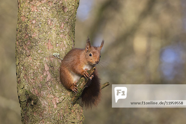Rotes Eichhörnchen (Sciurus vulgaris)  Eskrigg Nature Reserve  Lockerbie  Schottland  Vereinigtes Königreich  Europa