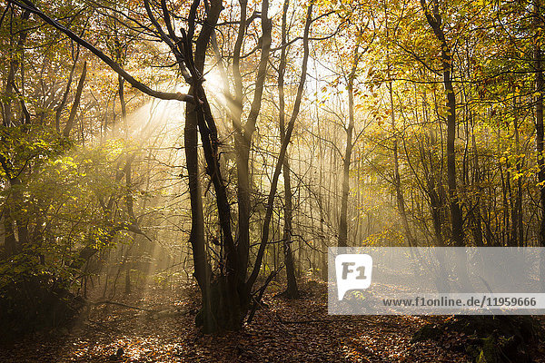 Sonnenstrahlen  die durch einen nebligen Herbstwald brechen  Limpsfield Chart  Oxted  Surrey  England  Vereinigtes Königreich  Europa