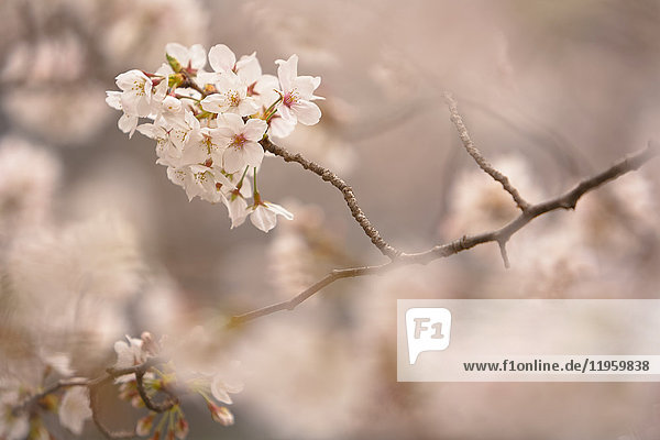 Nahaufnahme eines Zweigs der weißen japanischen Kirschblüten.