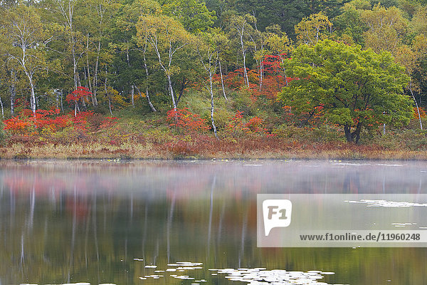 Blick über einen ruhigen See auf Bäume mit herbstlichem Laub  Nebel über dem See und Spiegelungen der Birken und Ahorne im Wasser.