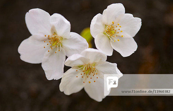 Nahaufnahme von weißen japanischen Kirschblüten.