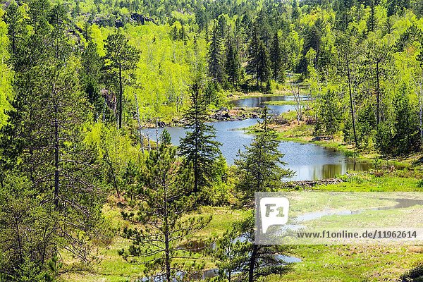 A mixed forest in spring surronds a beaver pond  Greater Sudbury  Ontario  Canada.