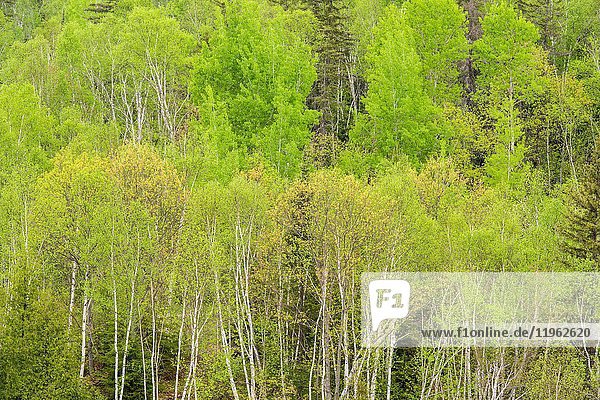 A hillside of birch trees in spring  overlooking Junction Creek  Greater Sudbury  Ontario  Canada.