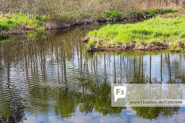 Spring reflections in Fairbank Creek  Greater Sudbury  Ontario  Canada.