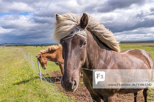 Iceland - Icelandic horse (pony) grazing on pasture  Equus ferus caballus.