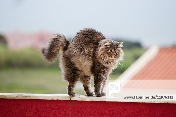 Norwegian forest cat stretching