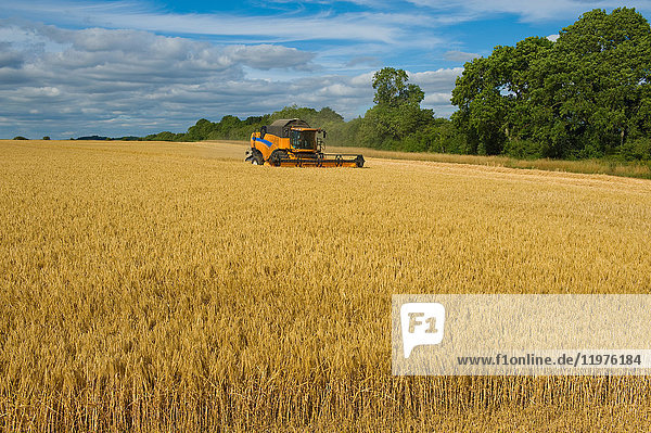 Combine harvester in field,  harvesting wheat
