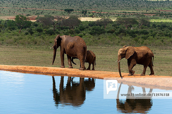 Elephants (Loxodonta africana),  Tsavo East National Park,  Kenya