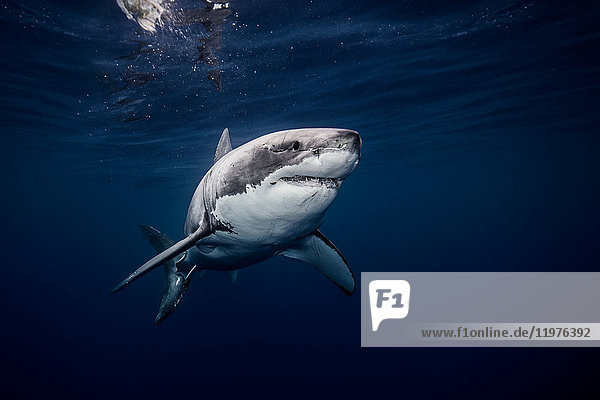 Underwater view of white shark swimming in blue sea Sinaloa Mexico