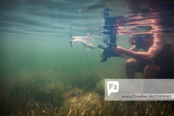 Mann filmt Rotbarsch im Golf von Mexiko, Homosassa, Florida, USA