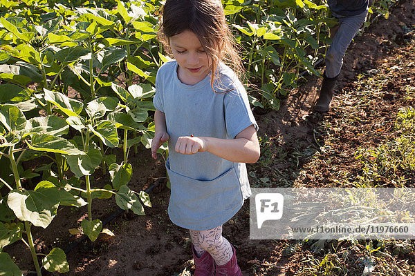 Junges Mädchen geht auf dem Bauernhof spazieren und schaut den Marienkäfer an der Hand