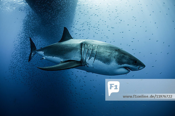 Great white shark (carcharodon megalodon) swimming under boat shadow  Guadalupe  Mexico