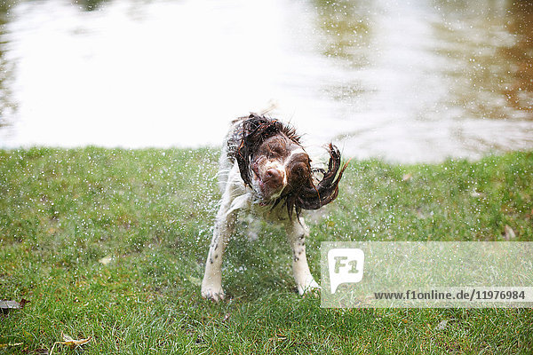 Hund schüttelt Wasser aus nassem Haar