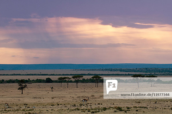 Abenddämmerung,abhängen,Afrika,Attraktivität,Außenaufnahme,Baum