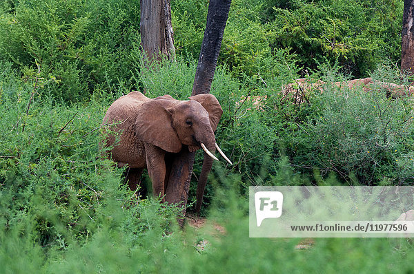 Elefanten (Loxodonta africana),  Tsavo-Ost-Nationalpark,  Kenia
