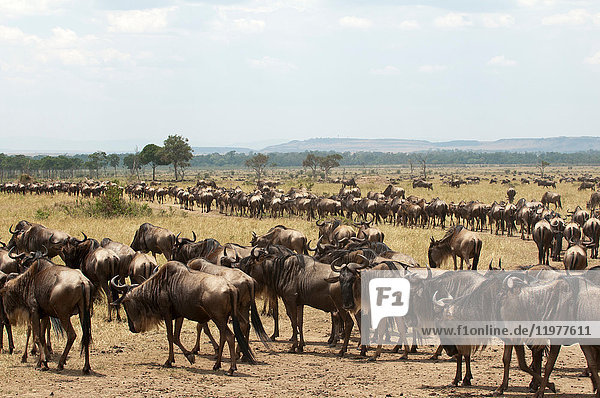 abhängen,Afrika,Ansicht,Antilope,Anzahl,Artiodactyla
