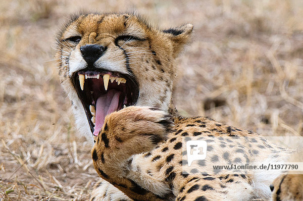 Cheetah cub (Acinonyx jubatus),  Masai Mara,  Kenya