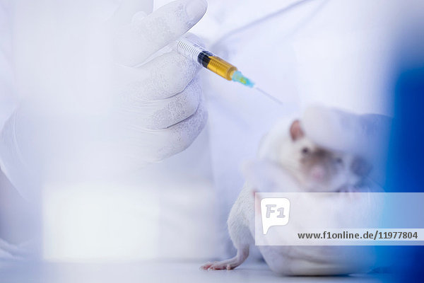 Laborantin injiziert weiße Ratte mit einer Spritze  Nahaufnahme