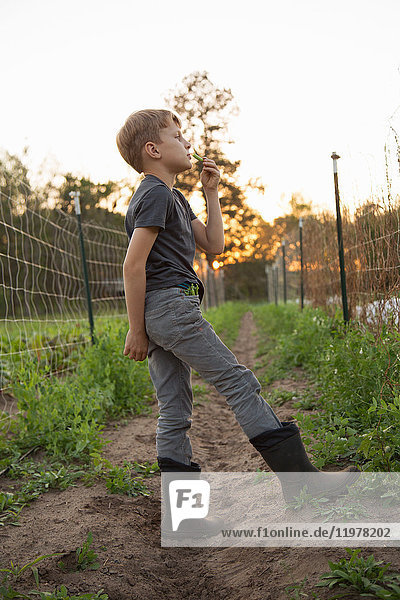 Junge Junge auf dem Bauernhof,  der frisch gepflückte Zuckererbsen isst