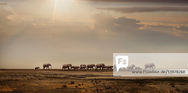 Elefantenherde in der Namib-Wüste  Windhoek Noord  Namibia  Afrika