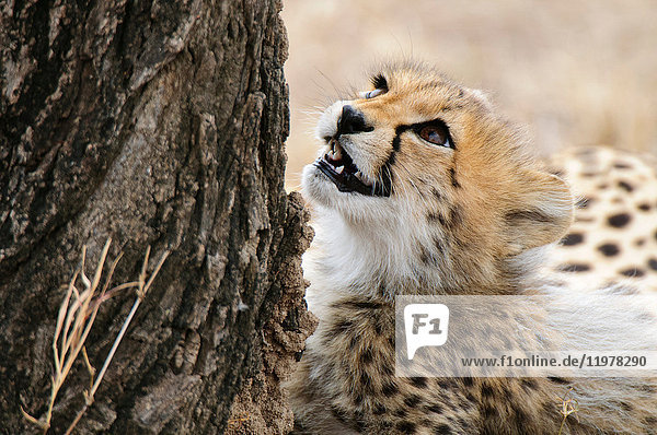 1,abhängen,Acinonyx jubatus,Afrika,Anfang,Ansicht