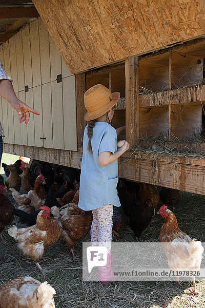 Junges Mädchen auf dem Bauernhof  das Eier aus dem Hühnerstall sammelt