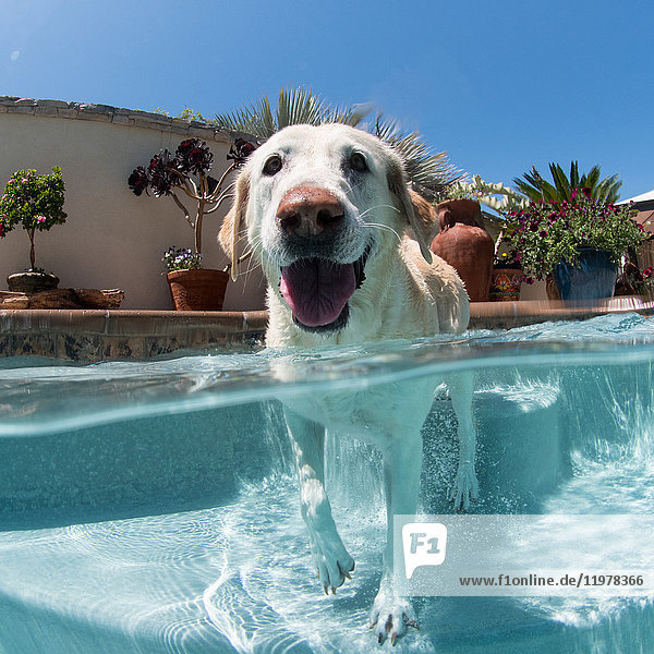 Porträt eines Hundes im Freibad Laguna Beach Kalifornien USA