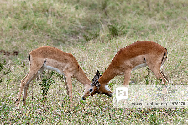 Impalas (Aepyceros melampus),  Sparring,  Maasai Mara National Reserve,  Rift Valley,  Kenia,  Afrika