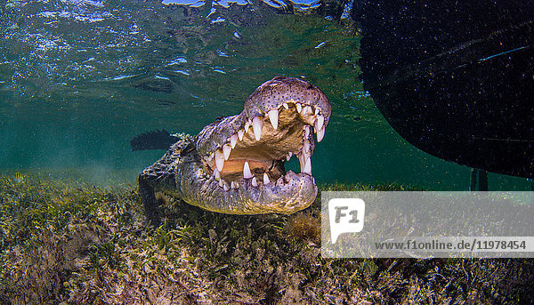 Underwater portrait of american saltwater crocodile on seabed Xcalak Quintana Roo Mexico