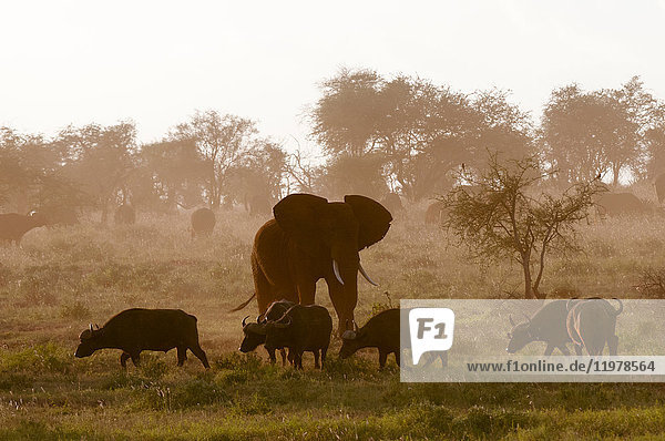 Elefant (Loxodonta africana) und afrikanische Büffel (Syncerus caffer)  Lualenyi Wildreservat  Tsavo  Kenia
