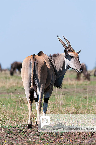 Eland (Taurotagrus oryx),  Rückansicht,  Maasai Mara National Reserve,  Rift Valley,  Kenia,  Afrika