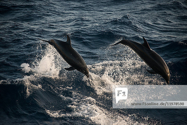 Bottlenose dolphins doing acrobatic jumps  Guadalupe  Mexico