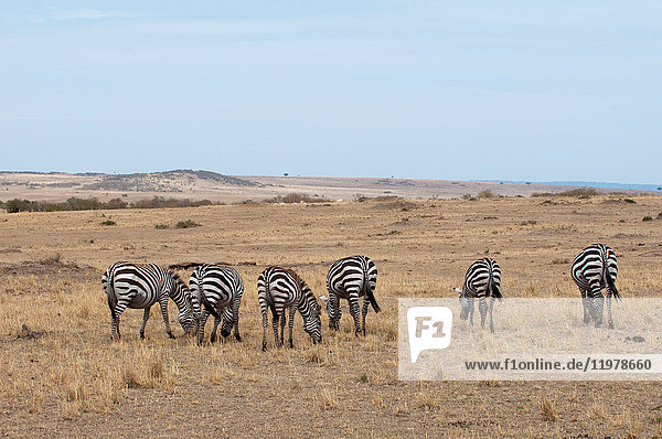 Zebraherde (Equus quagga)  weidend  Maasai Mara National Reserve  Rift Valley  Kenia  Afrika