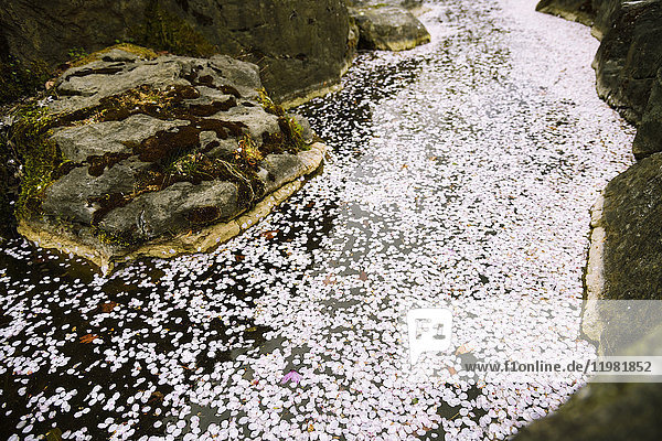 Kirschblüten  die auf einem Wasserlauf schwimmen  Gunma Prefectural Forest Park  Präfektur Gunma  Japan
