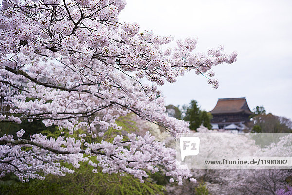 Blühende Kirschblüten am Berg Yoshino  Präfektur Nara  Japan