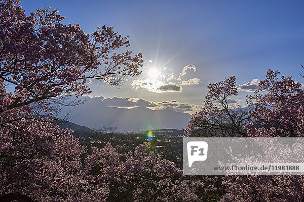 Kirschblüten in voller Blüte im Takato-Schlosspark bei Sonnenuntergang  Präfektur Nagano  Japan