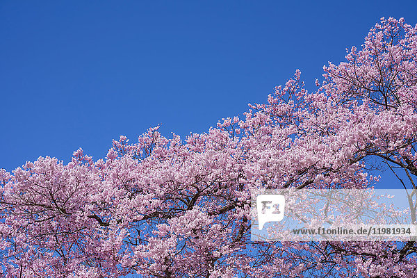 Kirschblüten in voller Blüte und blauer Himmel