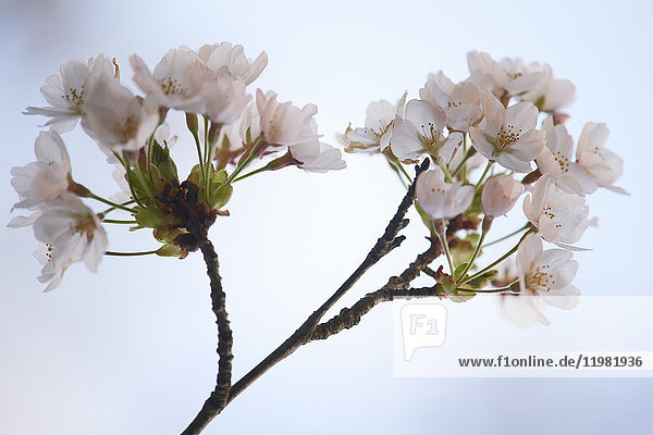 Close up of cherry blossoms in full bloom