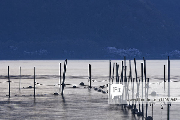 Stangen im Wasser des Biwa-Sees  Präfektur Shiga  Japan