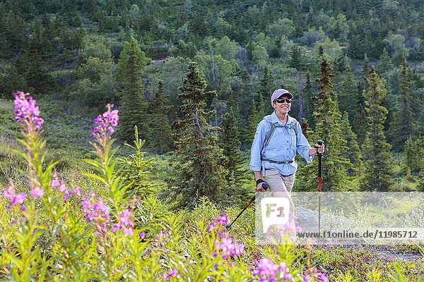 Woman hiking by batch of fireweed on South Fork Eagle River trail near Anchorage Alaska.