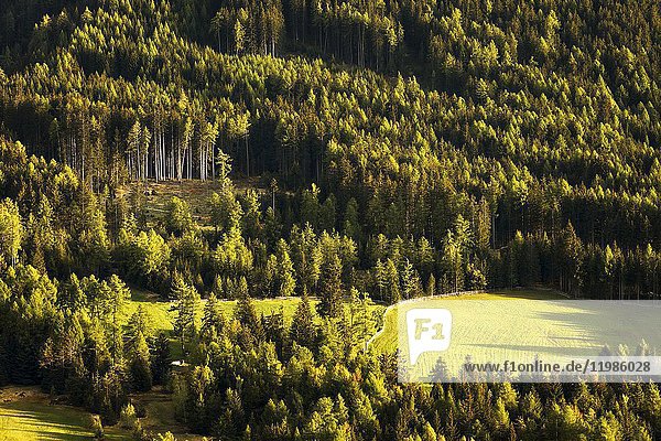 Nadelwälder  Funes-Tal  Provinz Bozen  Region Südtirol  Trentino-Südtirol  Italien  Europa.