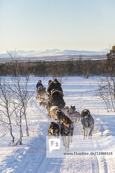Dog sledding in the snowy landscape of Kiruna  Norrbotten County  Lapland  Sweden.