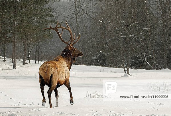 Bull Elk with Snow falling