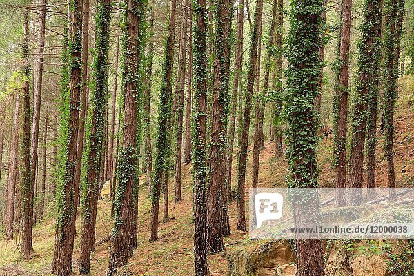 Pine forest near the ravine Monleón  Vistabella del Maestrazgo. Castellón.