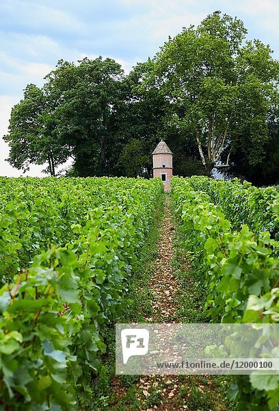 Vineyards  Château de Pommard  Wine route of the Grands Crus  Pommard  Côte de Beaune  Côte d'Or  Burgundy Region  Bourgogne  France  Europe