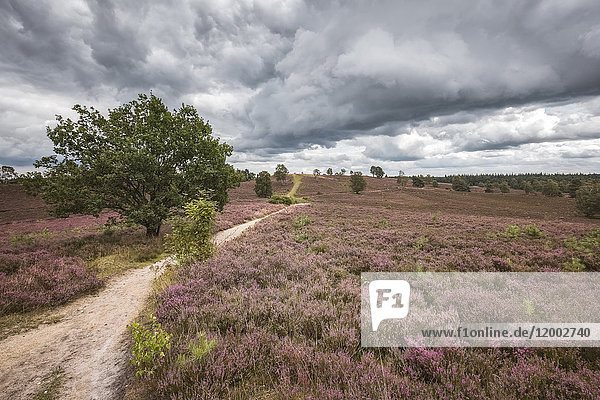 Wanderweg in der Heide, Brunsberg, Niedersachsen, Deutschland, Europa