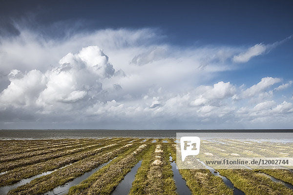 Salzwiesen, Hindenburgdamm, Schleswig-Holstein, Deutschland, Europa