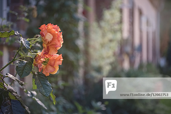 Rose im Klostergarten, Uetersen, Kreis Pinneberg, Schleswig-Holstein, Deutschland, Europa