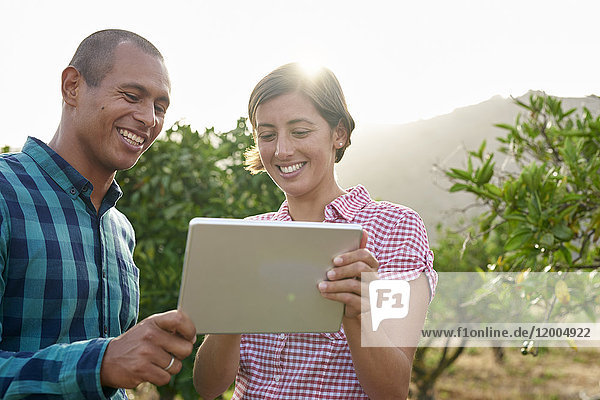 Lächelndes junges Paar schaut auf eine Tablette in einem Obstgarten