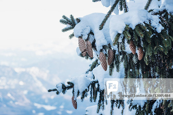 Deutschland  Berchtesgadener Land  Nationalpark Berchtesgaden  schneebedeckte Tanne mit Zapfen  Teilansicht